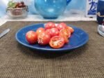 Am Multiflora Tomato