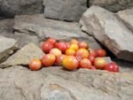 Am Multiflora Tomato Cherry Tomatoes