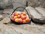 Am Multiflora Tomato Heirloom Tomatoes