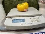 Amazing Grace Tomato