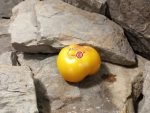 Amazing Grace Tomato Rare Tomatoes
