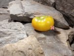 Amazing Grace Tomato Yellow Tomatoes