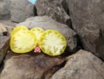 Amazing Yellow Tomato Rare Tomatoes