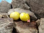 Amazing Yellow Tomato Yellow Tomatoes