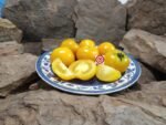 Amber Colored Dwarf Tomato Seeds