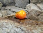Angel Heart Orange Tomato Oxheart Tomatoes