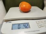 Angel Heart Tomato Seeds