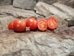 Aunt Lucy's Italian Paste Tomato Heirloom Tomatoes