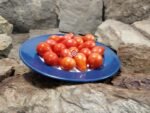 Austin's Red Pear Tomato
