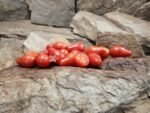Austin's Red Pear Tomato Cherry Tomatoes