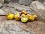 Awesome Emma Tomato Yellow Tomatoes
