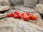 Baxter's Bush Cherry Tomato Cherry Tomatoes