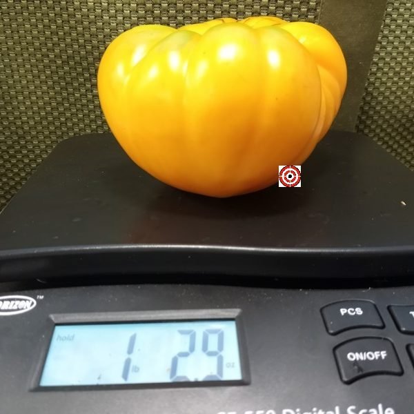 Bear Wallow Canary Tomato