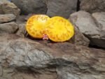 Bear Wallow Canary Tomato