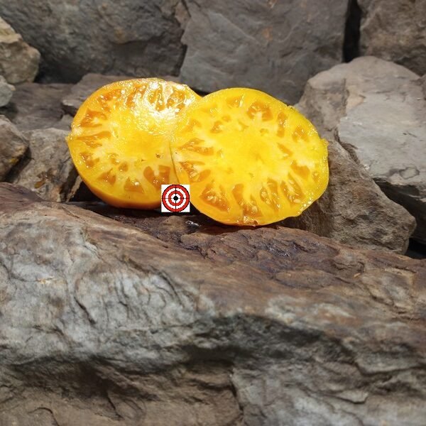Bear Wallow Canary Tomato