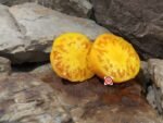 Bear Wallow Canary Tomato Heirloom Tomatoes