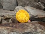 Bear Wallow Canary Tomato Seeds