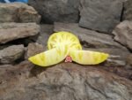 Beauty Mark Tomato Yellow Tomatoes
