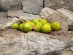 Beetlejuice Tomato Seeds