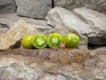 Beetlejuice Tomato Tom Wagner Tomatoes