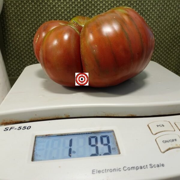 Big Green Pink Tomato