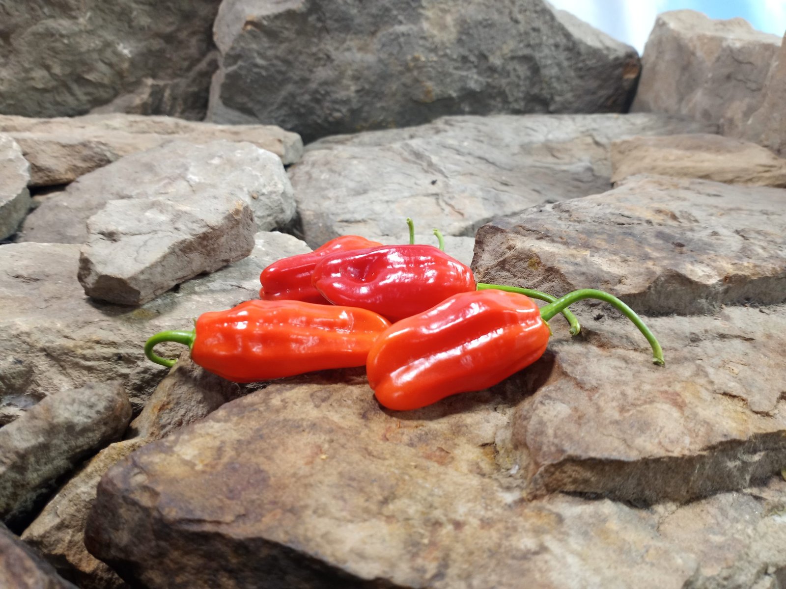 Billy Goat Pepper Seeds. Billy Goat Pepper Seeds.