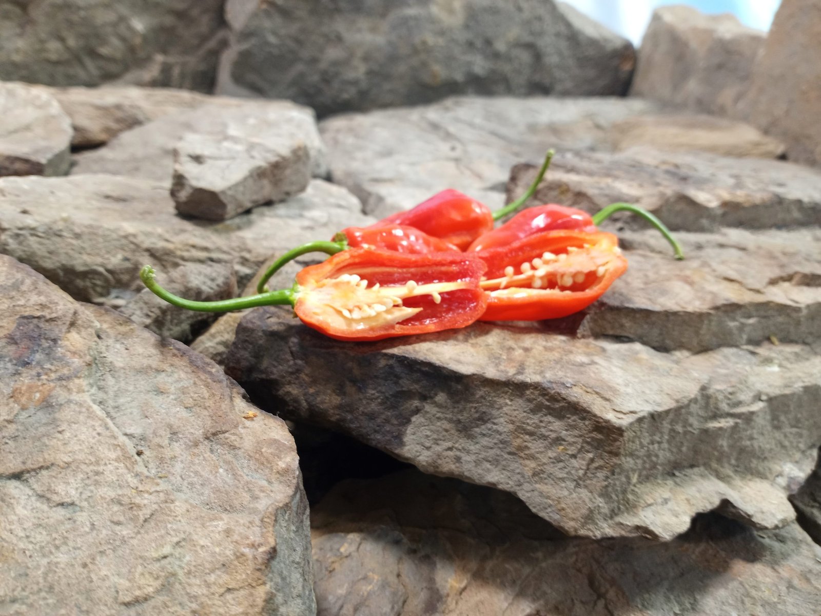 Billy Goat Peppers. Billy Goat Peppers.