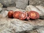 Black Ethiopian Tomato Heirloom Tomatoes.