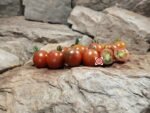 Blackie Cherry Tomato Farmers Market Tomatoes