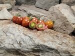 Blackie Cherry Tomato Rare Tomatoes