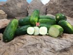 Boston Pickling Cucumber
