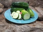 Boston Pickling Cucumber - Image 4
