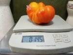 Dwarf Boyd Smith Tomato - Image 2