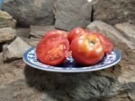 Bradley Tomato Red Tomatoes