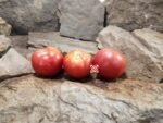 Bradley Tomato Seeds