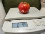 Bradley Tomato Slicing Tomato
