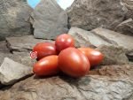 Budenovka Tomato