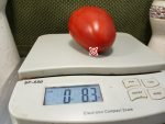 Budenovka Tomato Red Tomato