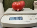 Bugtussle Blue Giant Blackey Tomato Rare Tomato