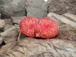 Bugtussle Blue Giant Blackey Tomato Red Tomatoes