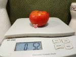 Bulgarian Triumph Tomato Heirloom Tomatoes