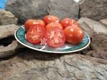Bulgarian Triumph Tomato Red Tomatoes