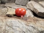 Burbank Tomato Heirloom Tomato