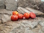 Burbank Tomato Red Tomatoes