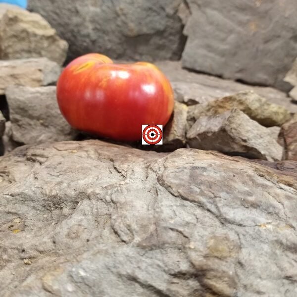 Chocmande Tomato