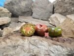 Chocolate Donuts Tomato