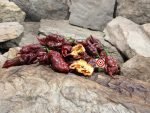 Chocolate Primotalii Pepper