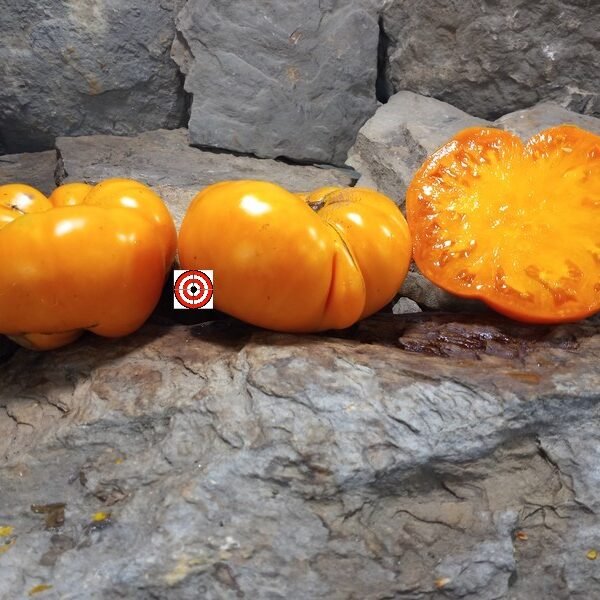 Chuck's Yellow Beefsteak Tomato