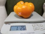 Chuck's Yellow Beefsteak Tomato Giant Tomatoes