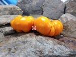 Chuck's Yellow Beefsteak Tomato Heirloom Tomatoes